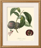 Buy Plums at AllPosters.com