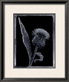 Buy Thistle at AllPosters.com