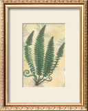 Buy Forest Sword Fern at AllPosters.com