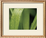 Buy Springtime II at AllPosters.com