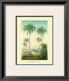 Buy Coco Palm at AllPosters.com