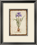 Buy Iris Reticulata at AllPosters.com