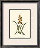 Buy Antique Hyacinth IX at AllPosters.com