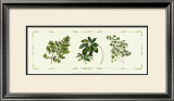 Buy Assorted Ferns at AllPosters.com