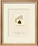 Buy Aspen at AllPosters.com