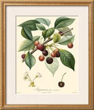 Buy Cherries at AllPosters.com