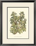 Buy Fig Tree Branch at AllPosters.com