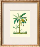 Buy Banana, Musa Sapientum at AllPosters.com