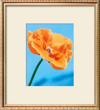 Buy Perfect Day at AllPosters.com
