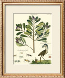 Buy Naturalist Study II at AllPosters.com