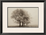 Buy Harmony in Fog at AllPosters.com