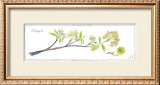 Buy Crabapple Branch at AllPosters.com