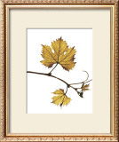 Buy Gold Bud at AllPosters.com