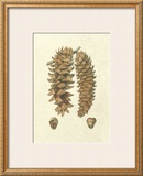Crackled Woodland Pinecones III
