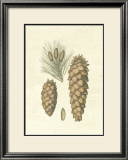 Buy Crackled Woodland Pinecones II at AllPosters.com