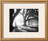 Buy Oak Alley, Light and Shadows at AllPosters.com