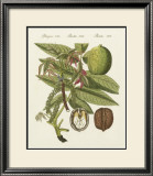 Walnut