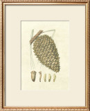 Crackled Woodland Pinecones I