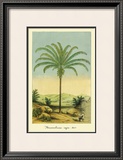 Buy Maximiliana Palm at AllPosters.com