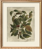 Buy Deshayes Tree II at AllPosters.com