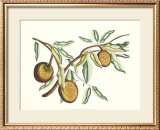 Buy Botanical II at AllPosters.com