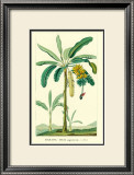 Buy Banana, Musa Sapientum at AllPosters.com
