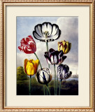 Buy Tulips at AllPosters.com