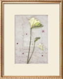 Buy Freesia at AllPosters.com