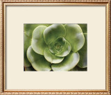 Buy Echeveria II at AllPosters.com