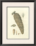 Buy Crackled Woodland Pinecones IV at AllPosters.com