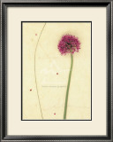 Buy Allium at AllPosters.com
