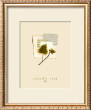 Buy Ivy at AllPosters.com