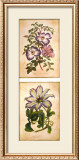 Buy Flowering Clematis at AllPosters.com
