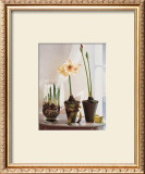 Buy Amaryllus II at AllPosters.com