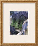 Buy Lavender Harvest at AllPosters.com