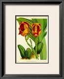 Buy Orquideas II at AllPosters.com
