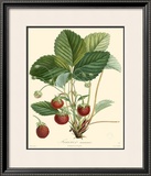 Buy Strawberries at AllPosters.com
