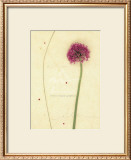Buy Allium at AllPosters.com