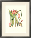 The Tenacious Tulip I