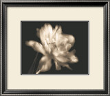 Buy Double Dappled II at AllPosters.com