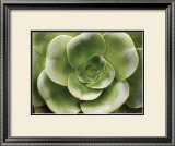 Buy Echeveria II at AllPosters.com