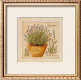 Herbes de Provence, Lavande