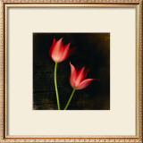 Buy Species Tulips at AllPosters.com