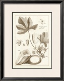 Buy Sepia Exotics III at AllPosters.com