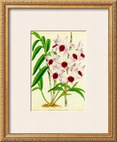 Buy Orquideas III at AllPosters.com