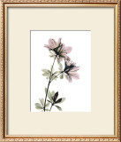 Buy Azalea at AllPosters.com