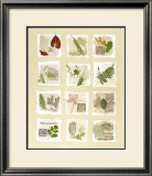 Buy Surrey Garden Fragments at AllPosters.com