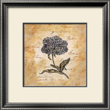 Buy Hydrangea at AllPosters.com