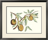 Buy Botanical II at AllPosters.com