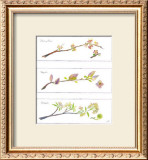 Buy Spring Branches at AllPosters.com
